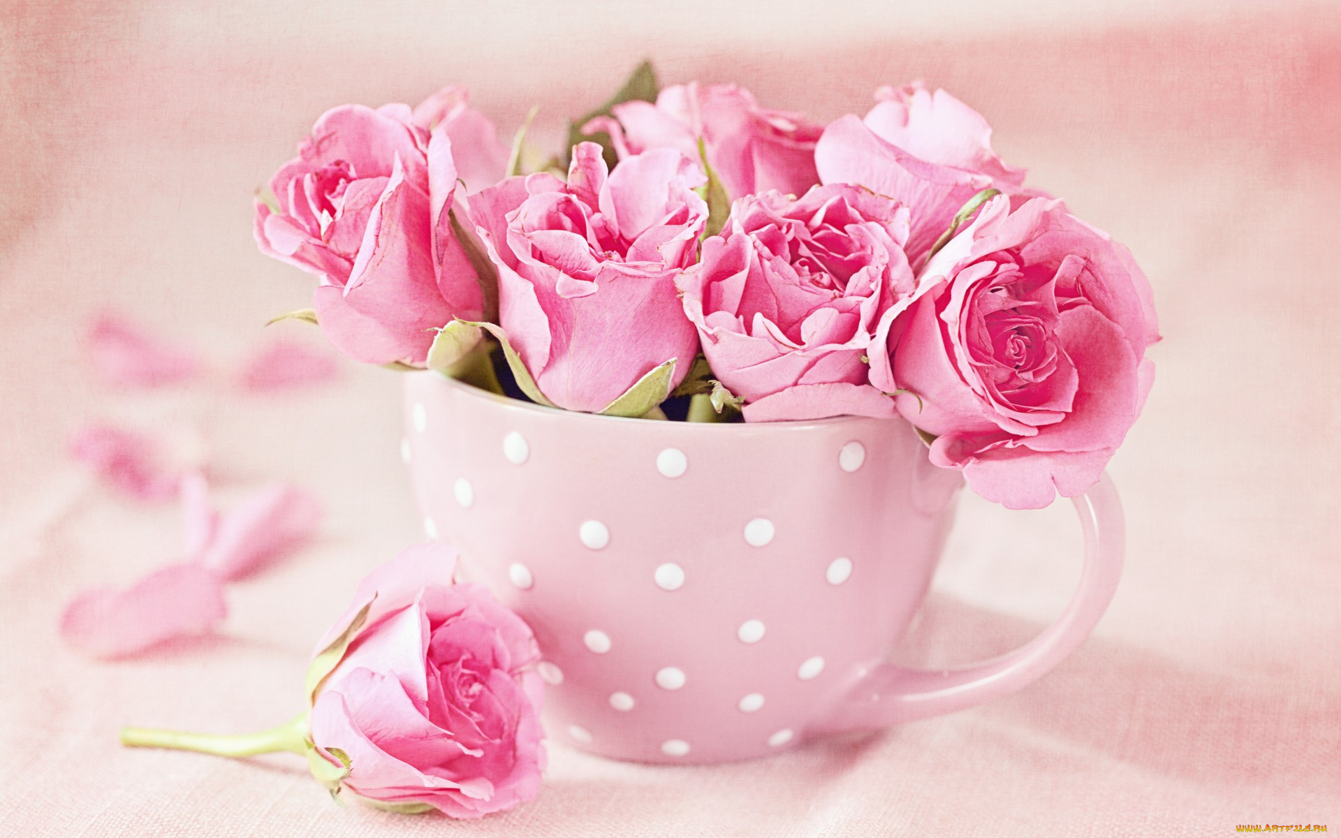 , , , cup, pink, roses, 